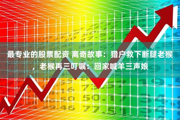 最专业的股票配资 离奇故事：猎户救下断腿老猴，老猴再三叮嘱：回家喊羊三声娘